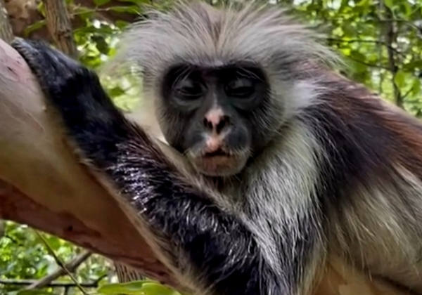 Red Colobus monkey