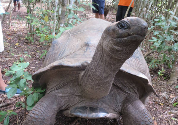 Giant tortoise