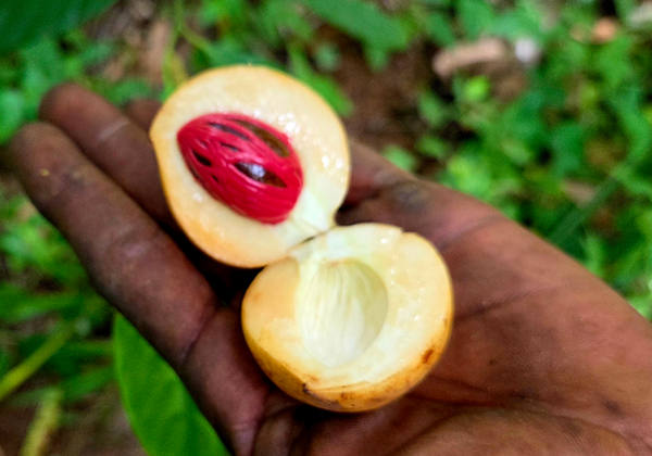 Nutmeg on a spice farm