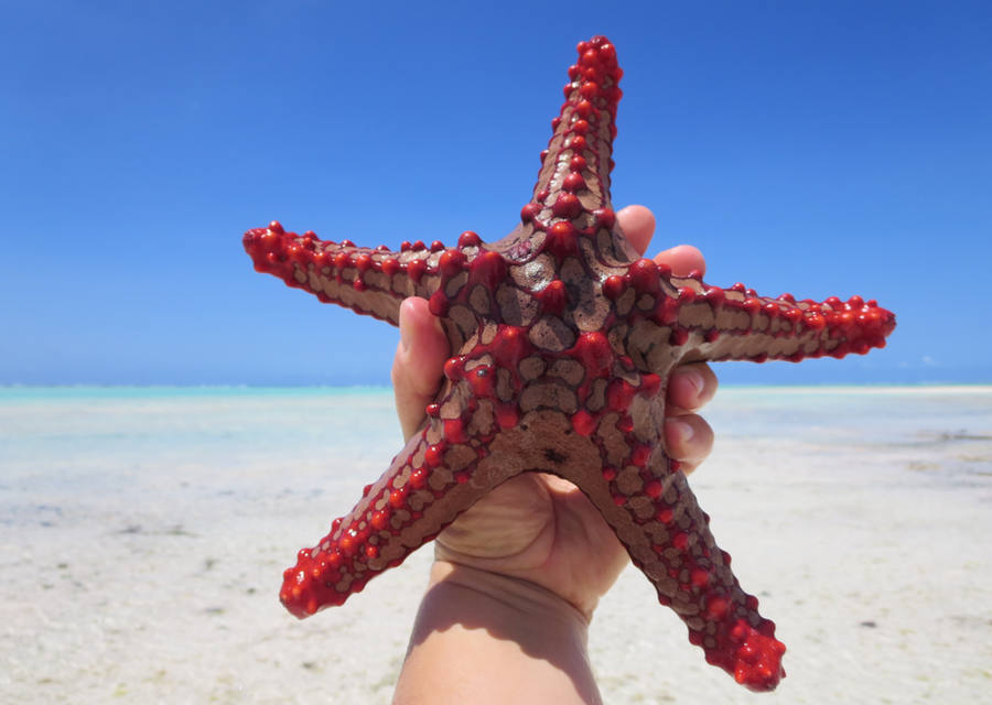Red starfish