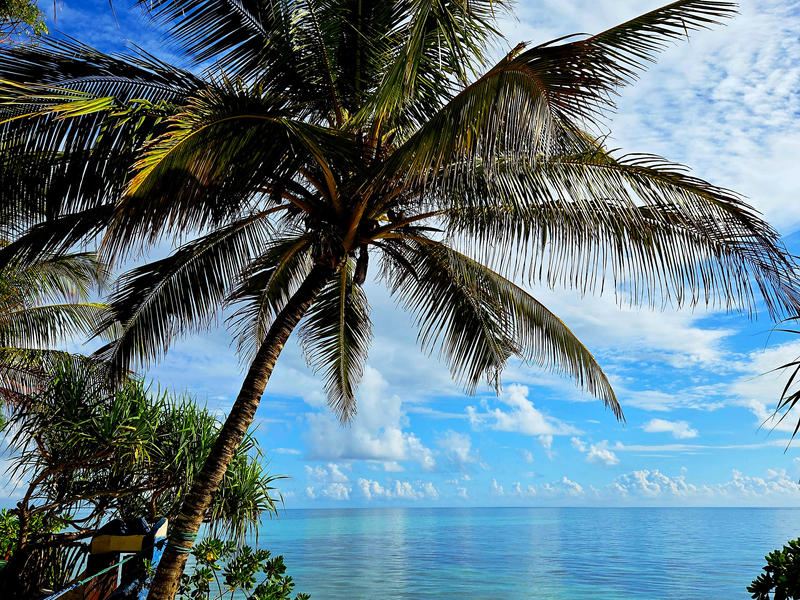 Palm trees at the beach